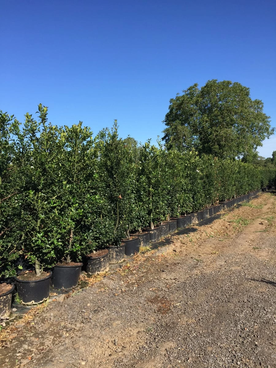 Grote Hulst (Ilex Aquifolium) - Afbeelding 2