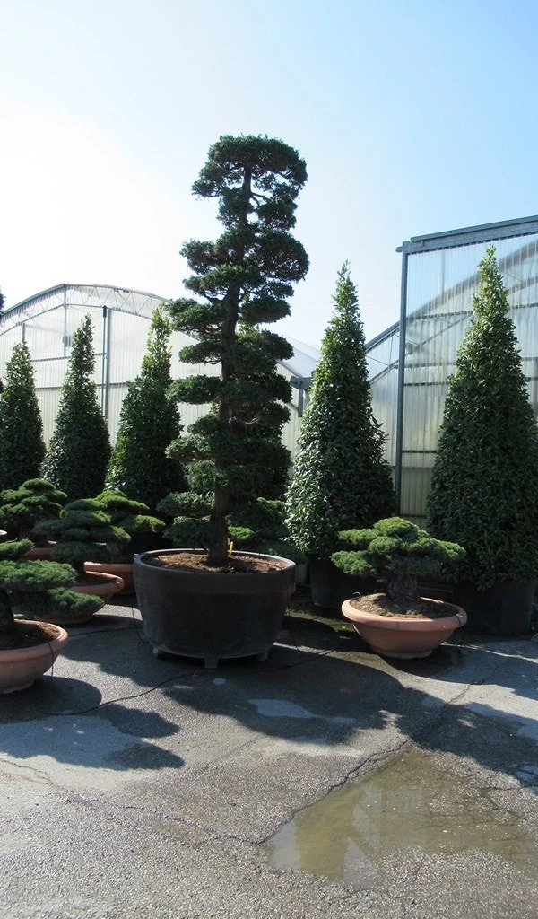 Japanse Hulst Als Bonsai (Ilex Crenata) - Afbeelding 16