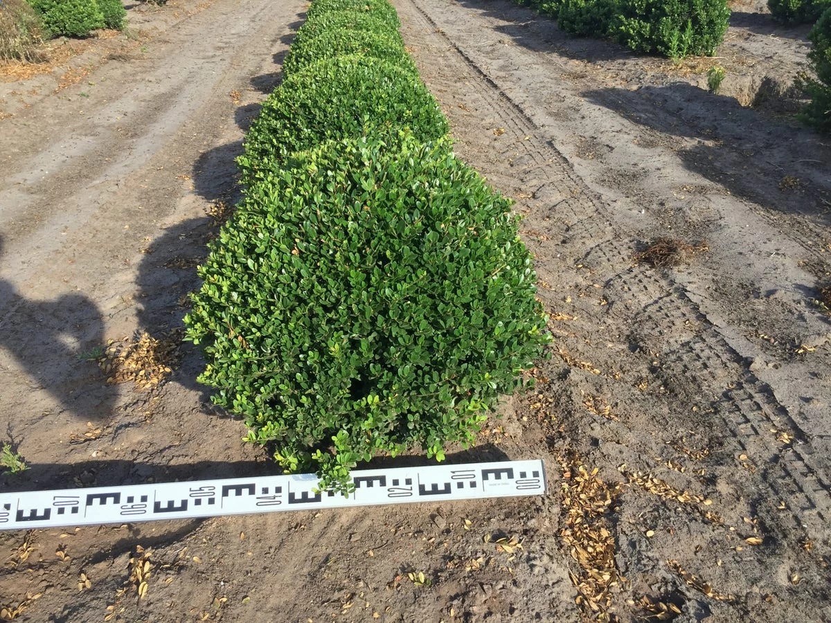 Japanse Hulst Als Bolvorm (Ilex Crenata) - Afbeelding 2