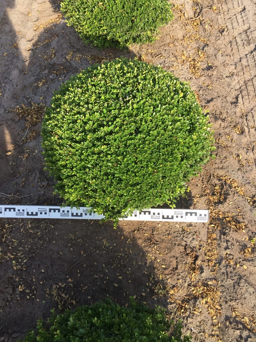 Japanse Hulst Als Bolvorm (Ilex Crenata) - Afbeelding 3