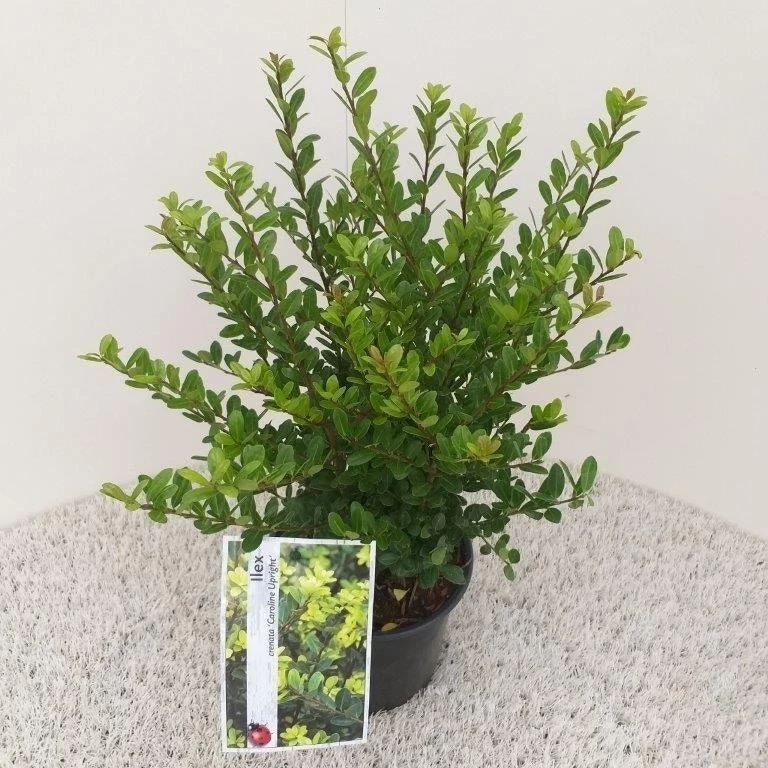 Japanse Hulst (Ilex Crenata 'Caroline Upright') - Afbeelding 3