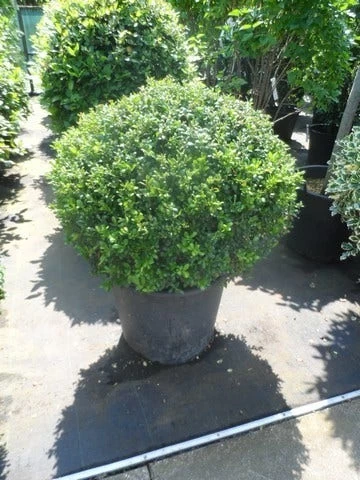 Japanse Hulst In Bolvorm (Ilex Crenata 'Convexa') - Afbeelding 2