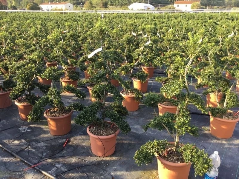 Japanse Hulst Als Bonsai (Ilex Crenata 'Kinme') - Afbeelding 11