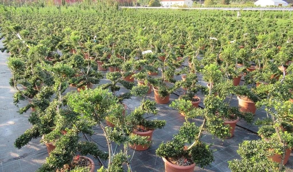 Japanse Hulst Als Bonsai (Ilex Crenata 'Kinme')