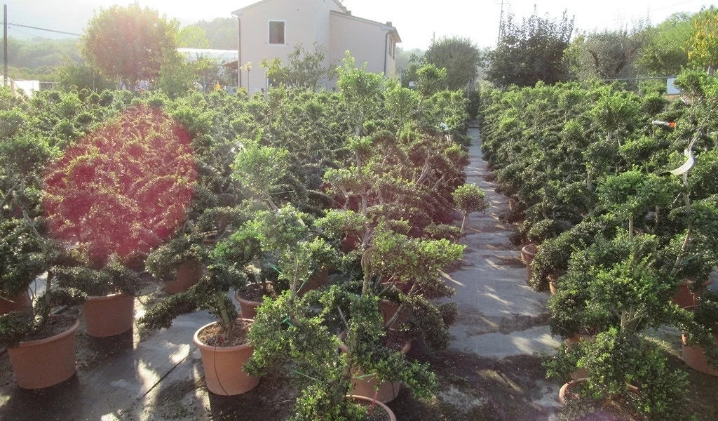 Japanse Hulst Als Bonsai (Ilex Crenata 'Kinme') - Afbeelding 10