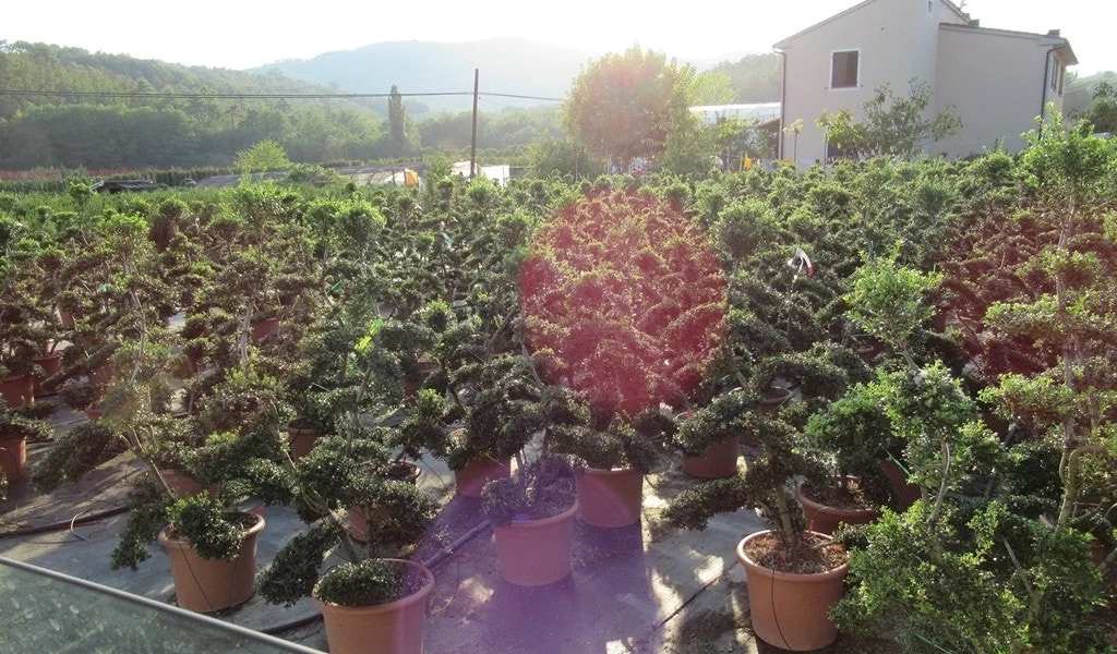 Japanse Hulst Als Bonsai (Ilex Crenata 'Kinme') - Afbeelding 2