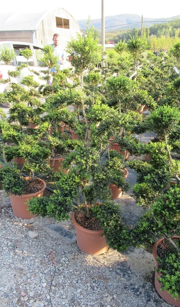 Japanse Hulst Als Bonsai (Ilex Crenata 'Kinme') - Afbeelding 3