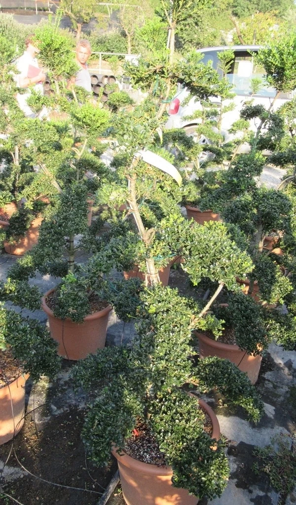 Japanse Hulst Als Bonsai (Ilex Crenata 'Kinme') - Afbeelding 6