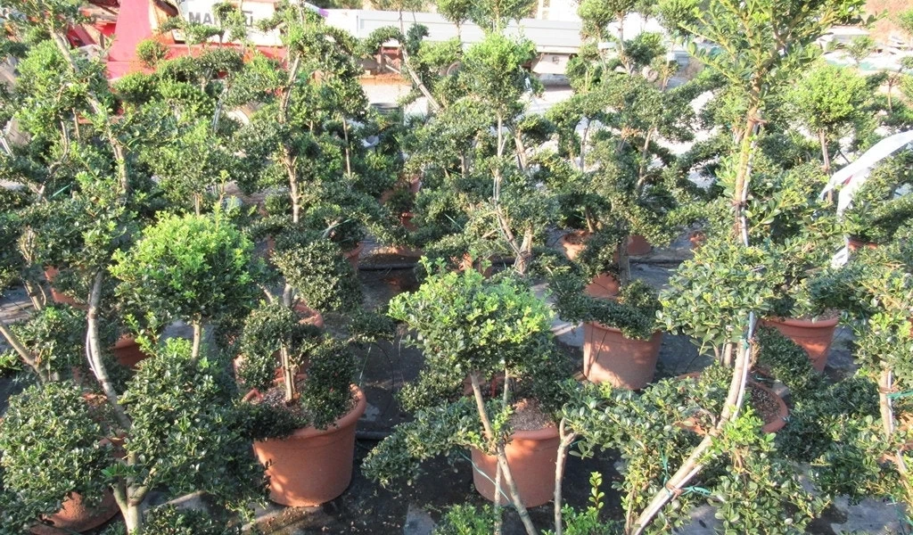 Japanse Hulst Als Bonsai (Ilex Crenata 'Kinme') - Afbeelding 7