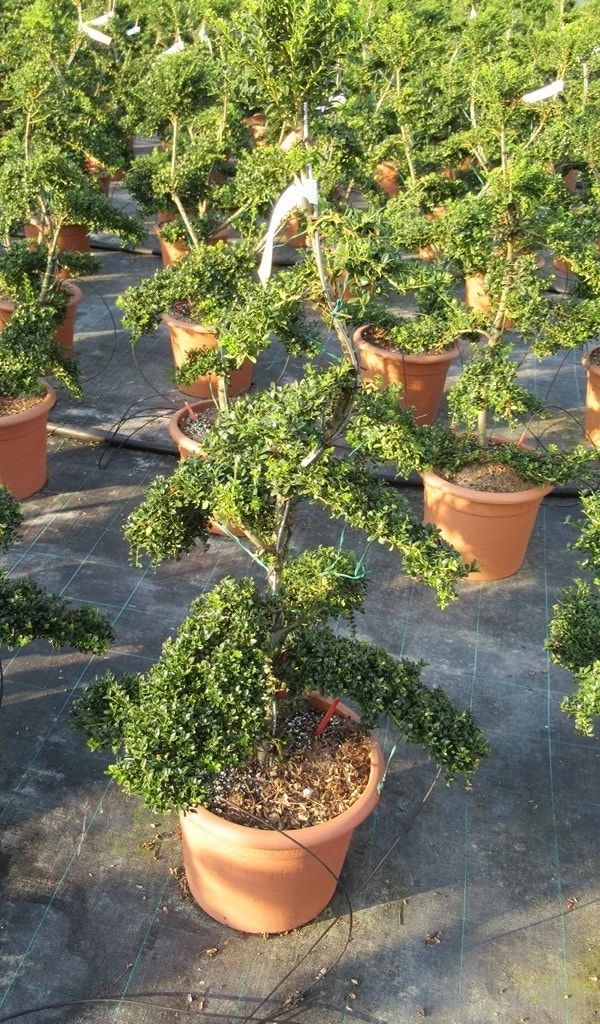 Japanse Hulst Als Bonsai (Ilex Crenata 'Kinme') - Afbeelding 8