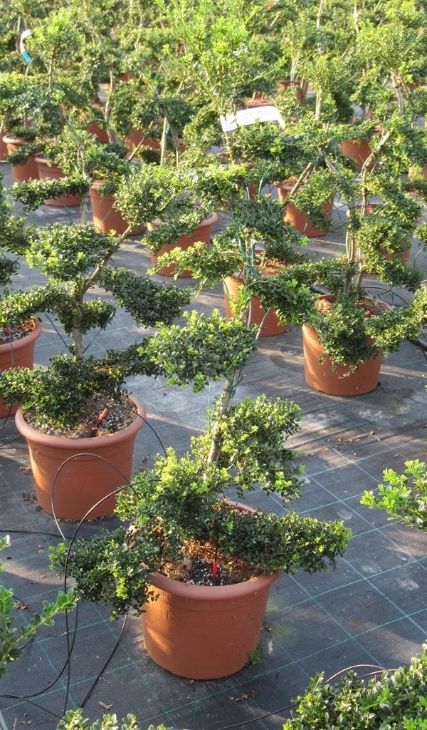 Japanse Hulst Als Bonsai (Ilex Crenata 'Kinme') - Afbeelding 9