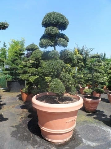 Japanse Hulst Als Bonsai (Ilex Crenata) - Afbeelding 7