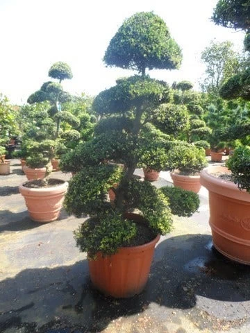 Japanse Hulst Als Bonsai (Ilex Crenata) - Afbeelding 8