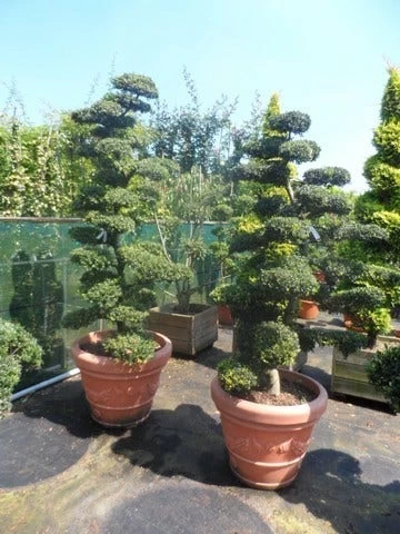 Japanse Hulst Als Bonsai (Ilex Crenata) - Afbeelding 9