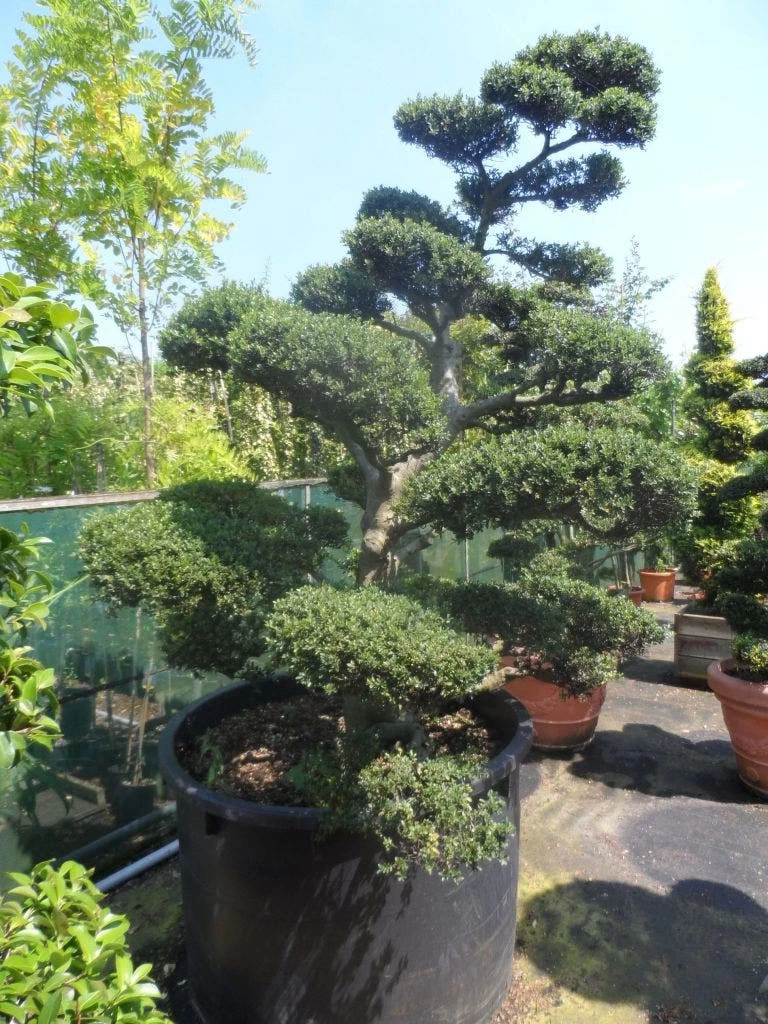 Japanse Hulst Als Bonsai (Ilex Crenata) - Afbeelding 3