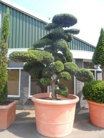 Japanse Hulst Als Bonsai (Ilex Crenata) - Afbeelding 12