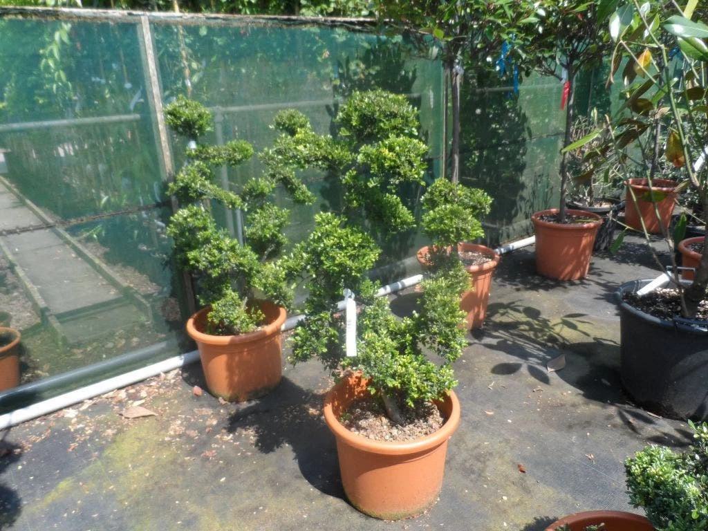 Japanse Hulst Als Bonsai (Ilex Crenata) - Afbeelding 5