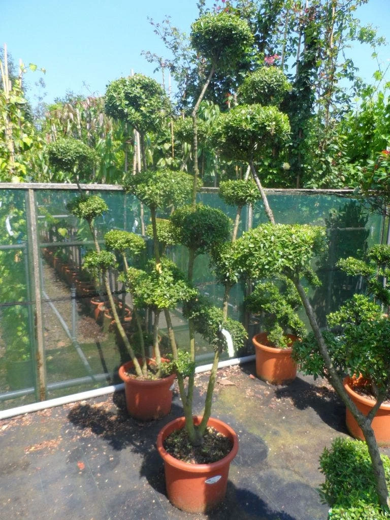 Japanse Hulst Als Bonsai (Ilex Crenata) - Afbeelding 4