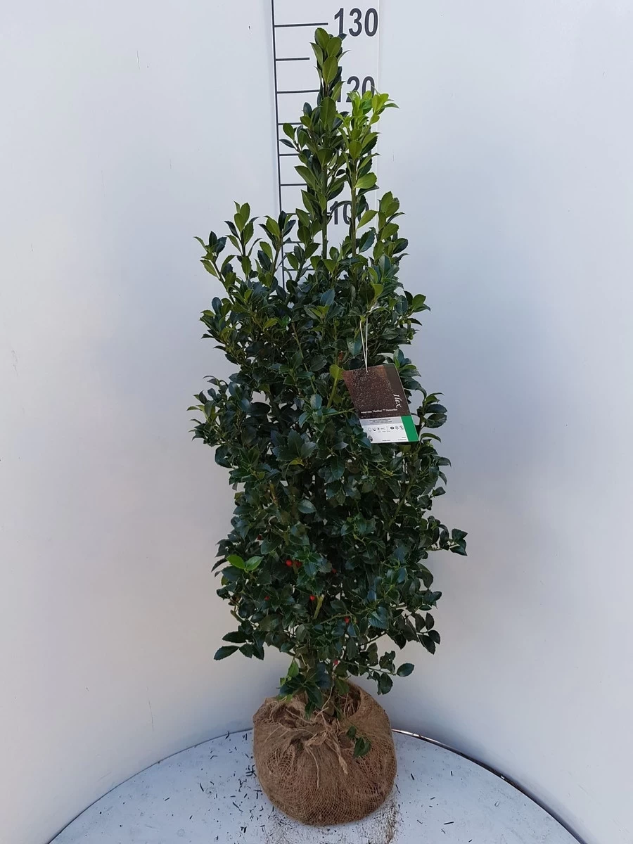 Hulst (Ilex Meserveae 'Heckenfee') - Afbeelding 3