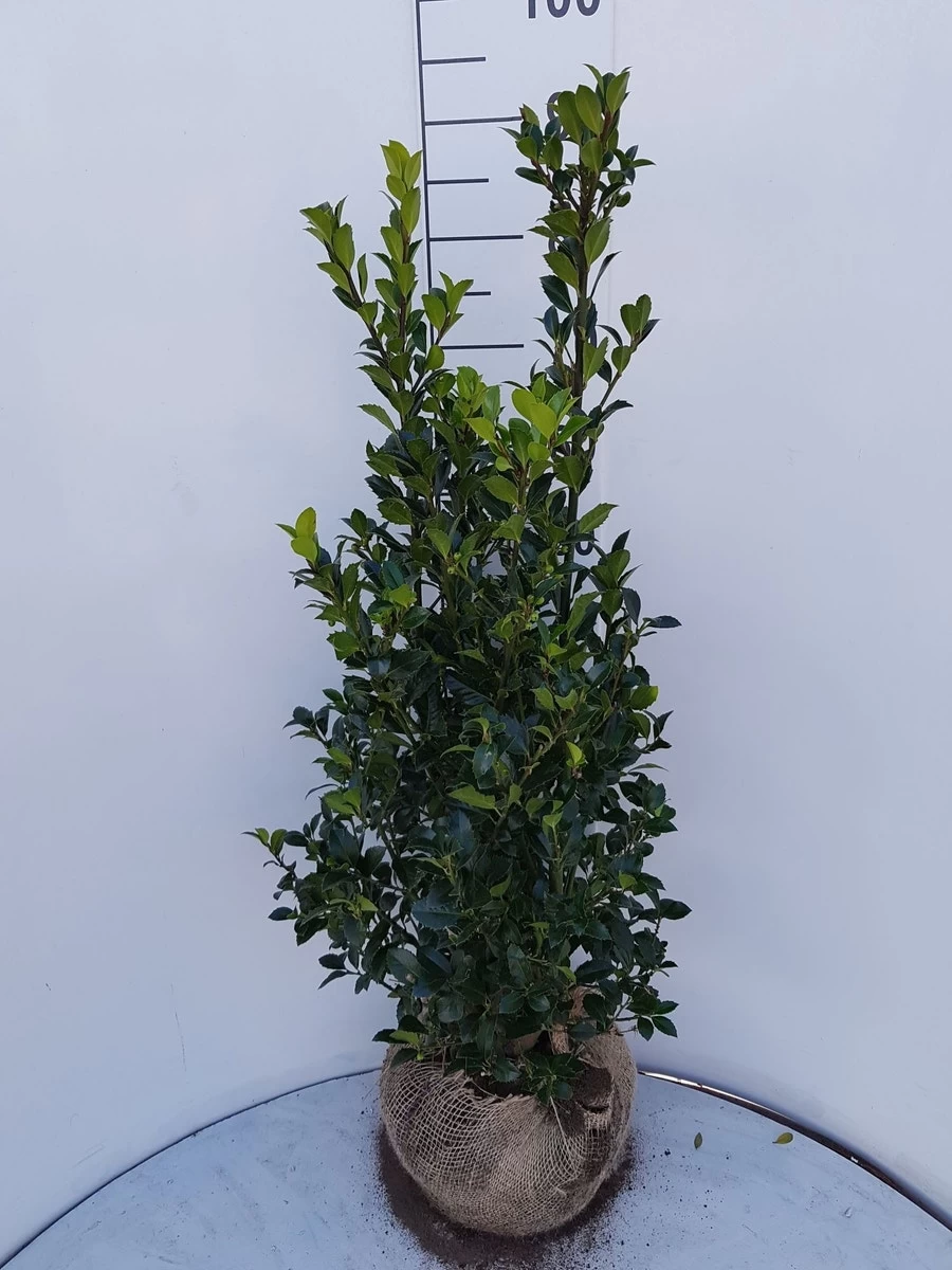 Hulst (Ilex Meserveae 'Heckenfee') - Afbeelding 2
