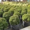 Japanse Hulst (Ilex Crenata 'Kinme')