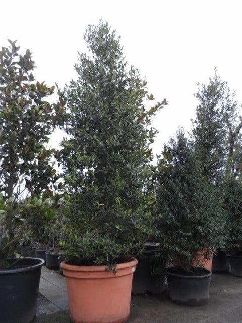 Amerikaanse Hulst (Ilex 'Nellie R Stevens') - Afbeelding 4