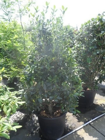 Amerikaanse Hulst (Ilex 'Nellie R Stevens') - Afbeelding 3