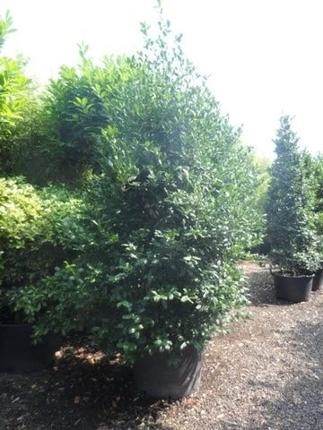 Amerikaanse Hulst (Ilex 'Nellie R Stevens') - Afbeelding 5