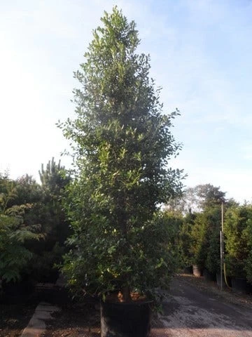 Amerikaanse Hulst (Ilex 'Nellie R Stevens') - Afbeelding 6