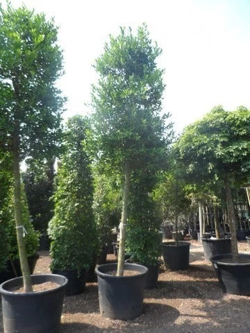 Hulst Als Boom (Ilex 'Nellie R. Stevens') - Afbeelding 7