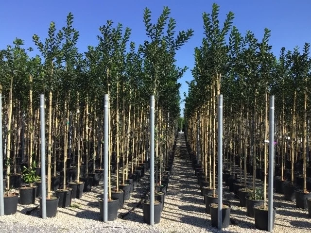 Hulst Als Boom (Ilex 'Nellie R. Stevens') - Afbeelding 4