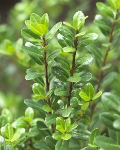Japanse Hulst (Ilex Crenata 'Caroline Upright')