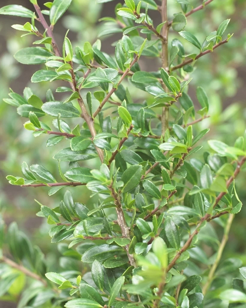 Japanse Hulst Als Bolvorm (Ilex Crenata 'Stokes') - Afbeelding 2