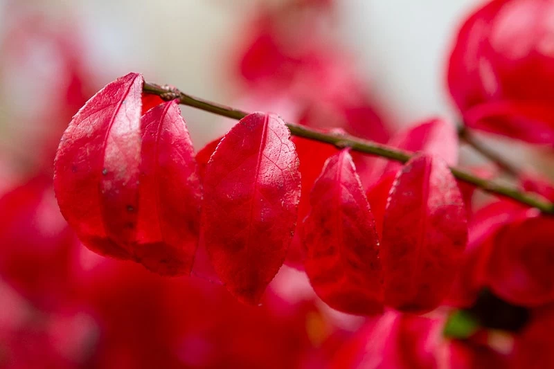 Kardinaalshoed (Euonymus Alatus 'Compactus') - Afbeelding 4