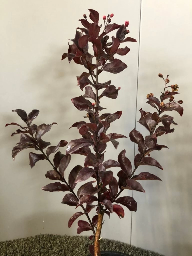 Lagerstroemia Als Halfstam (Lagerstroemia Indica 'Rhapsody In Pink') - Afbeelding 3