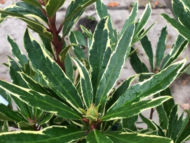 Bosrhododendron (Rhododendron Ponticum 'Variegatum') - Afbeelding 2