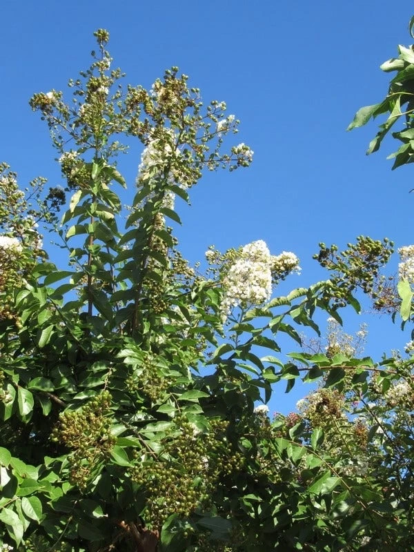 Lagerstroemia Halfstam (Lagerstroemia Indica 'Burgundy Cotton') - Afbeelding 3