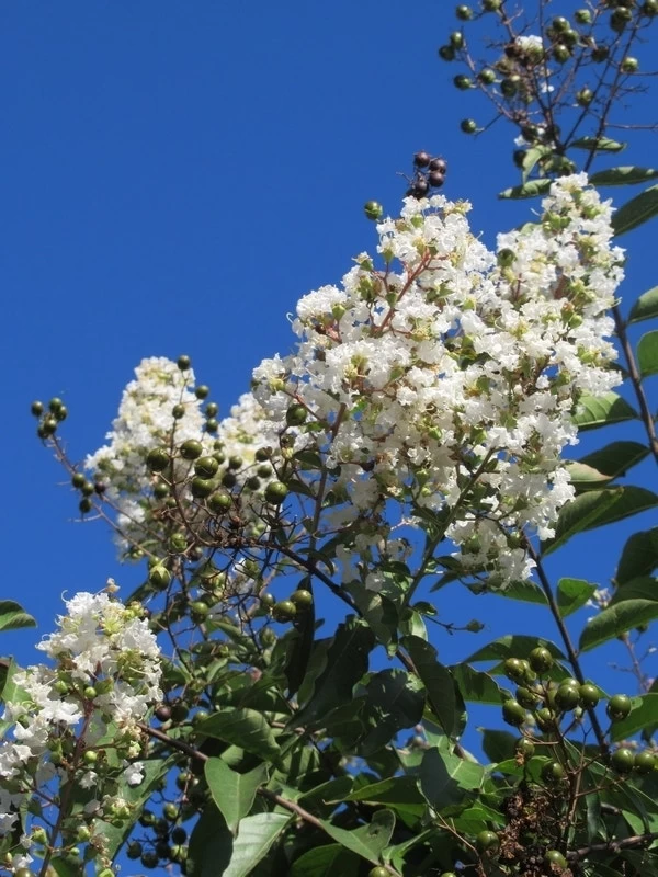 Witte Lagerstroemia Als Boom (Lagerstroemia Indica) - Afbeelding 2