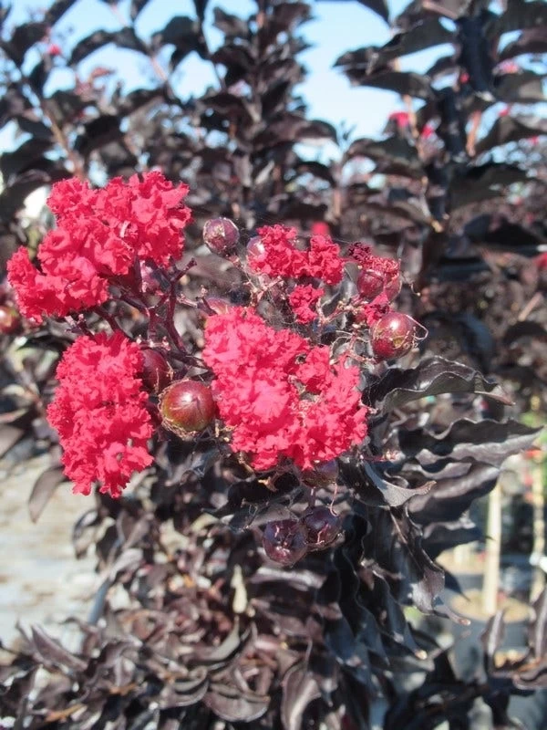Lagerstroemia Als Halfstam (Lagerstroemia 'Black Diamond Best Red') - Afbeelding 2