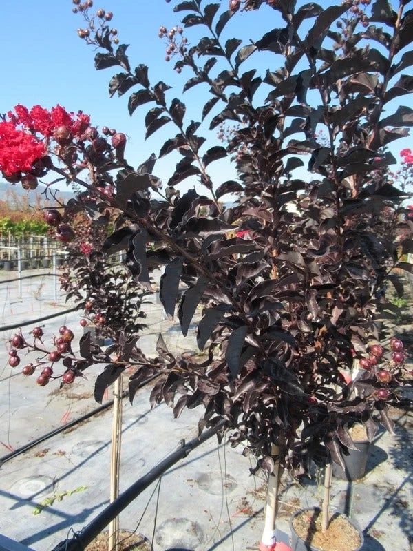 Lagerstroemia Als Halfstam (Lagerstroemia 'Black Diamond Best Red') - Afbeelding 4
