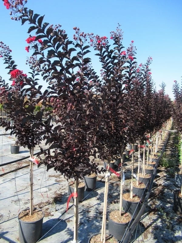 Lagerstroemia Als Halfstam (Lagerstroemia 'Black Diamond Best Red') - Afbeelding 5
