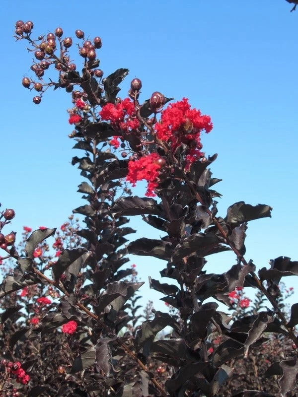 Lagerstroemia Als Halfstam (Lagerstroemia 'Black Diamond Best Red') - Afbeelding 6