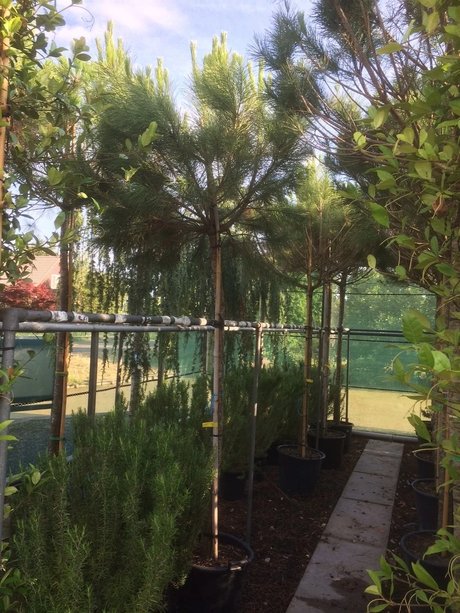 Parasolden (Pinus Pinea) - Afbeelding 4