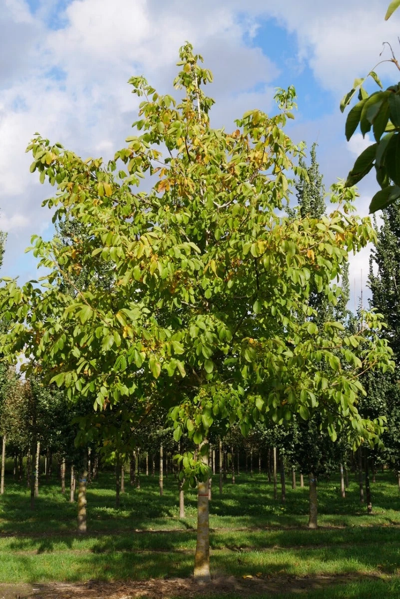 Grote Walnoot (Juglans Regia) - Afbeelding 7