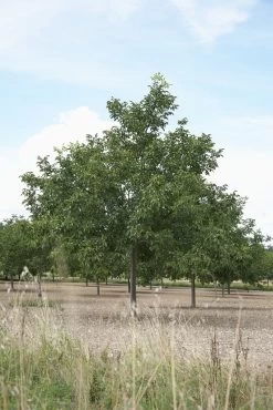Walnoot (Juglans Regia 'Broadview')