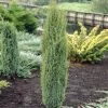 Jeneverbes (Juniperus Communis 'Arnold')