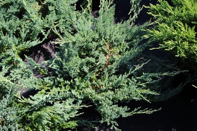 Sevenboom (Juniperus Sabina 'Tamariscifolia') - Afbeelding 4