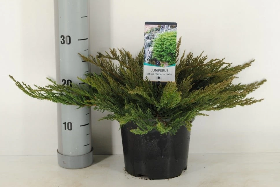Sevenboom (Juniperus Sabina 'Tamariscifolia') - Afbeelding 2