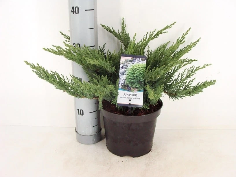 Sevenboom (Juniperus Sabina 'Tamariscifolia') - Afbeelding 3