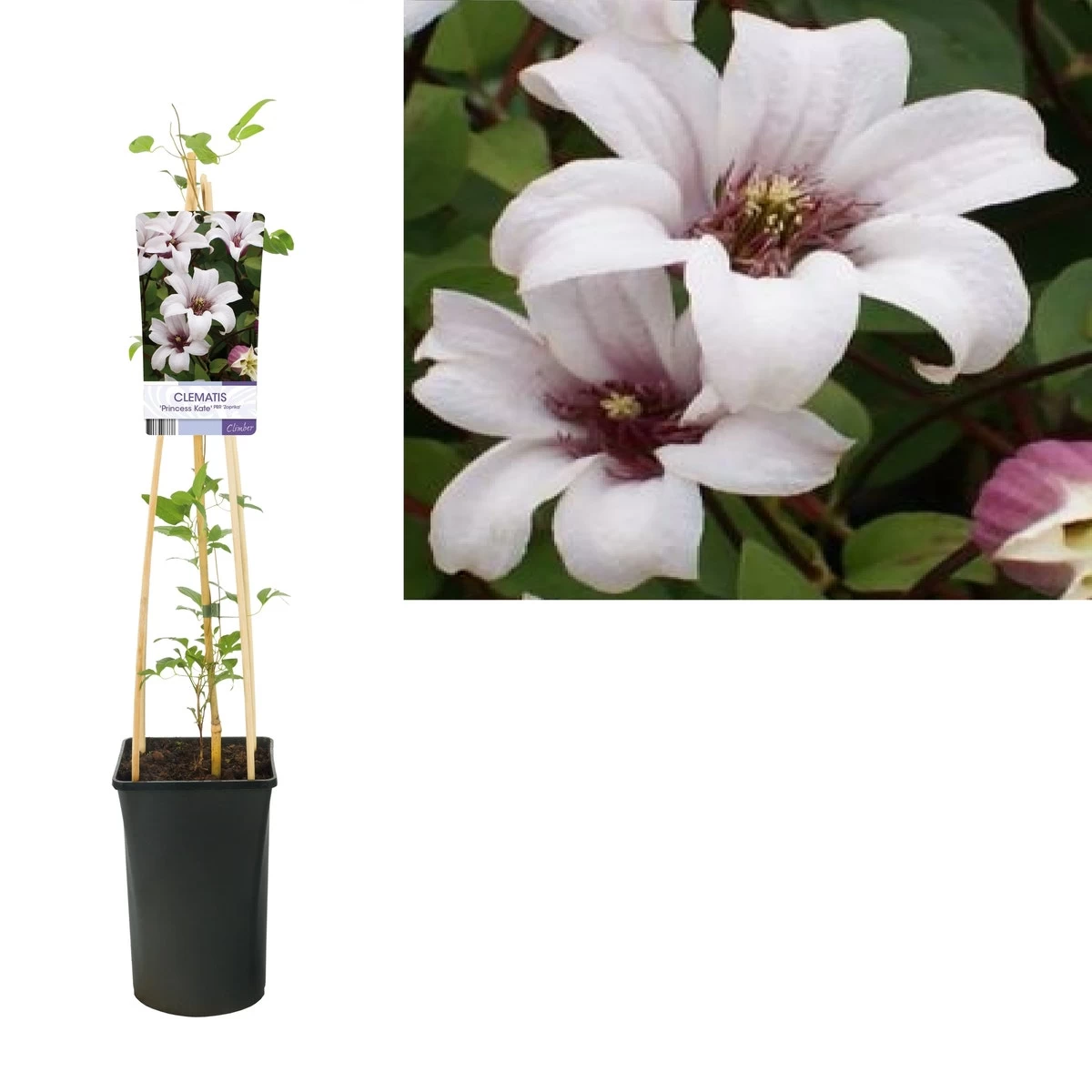 Bosrank (Clematis 'Princess Kate') - Afbeelding 2
